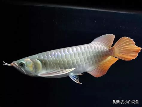 龍魚壽命|龍魚的壽命有多長？龍魚能活多久？